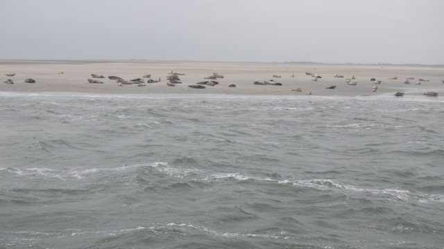 HWK Texel 2015 073.jpg